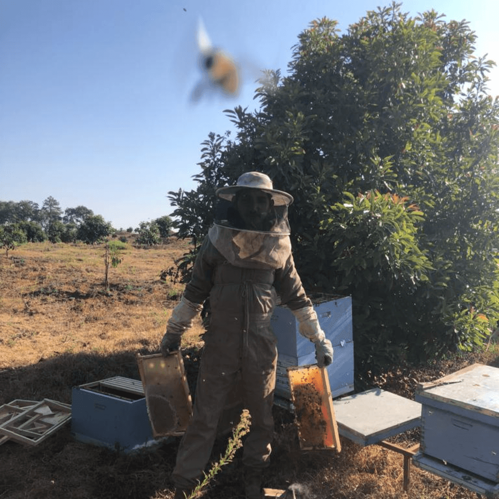 Mostrando dos tablas de abejas y miel